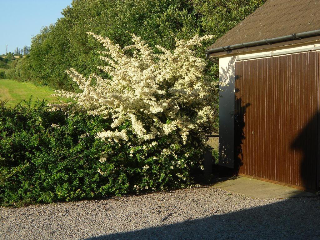 Fern Rock Bed And Breakfast Dromin Eksteriør billede
